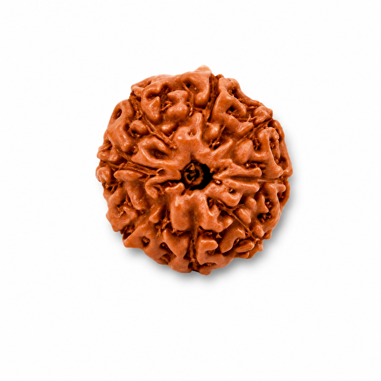 8-Augen-Rudraksha (Java) - Beseitigt Hindernisse, transformiert Negativität